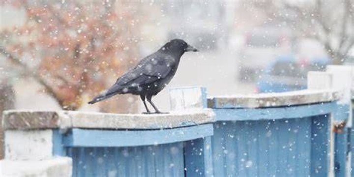 Do crows fly in snow?