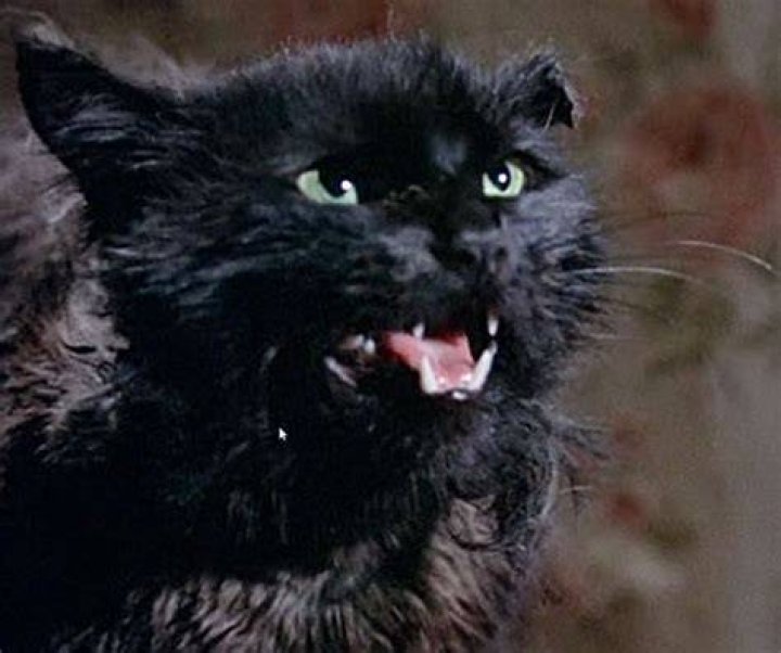 Is the cat in Bedknobs and Broomsticks a real cat?