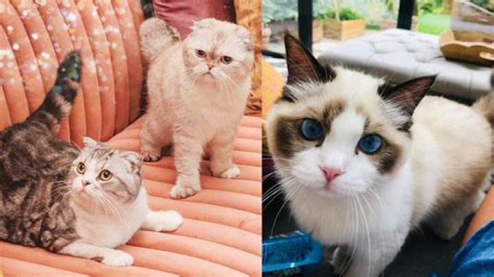 Taylor swift cats