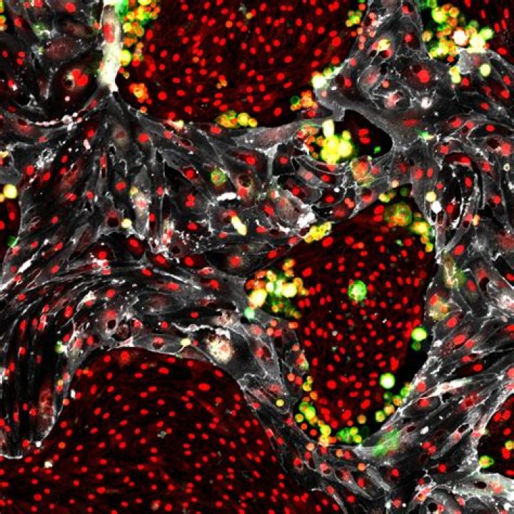 Weill Cornell Team Creates Self-Renewing Hematopoietic Stem Cells for Transplantation