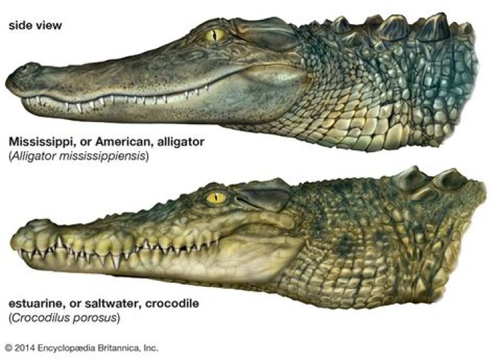 Why do alligators look like they're smiling?