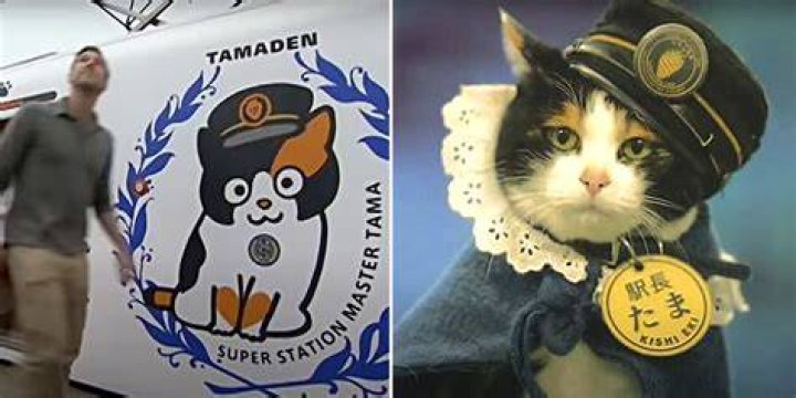 Why is Tama a cat name? – Celebrity